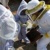 autumn visit to the hives